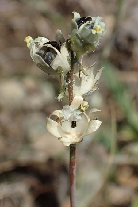 Linaria simplex \ Einfaches Leinkraut / Simple Toadflax, Zypern/Cyprus Akamas, Neo Chorio 20.3.2025