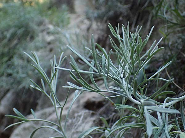 Centaurea akamantis \ Akamas-Flockenblume / Akamas Knapweed, Zypern/Cyprus Avakas Gorge 22.3.2025