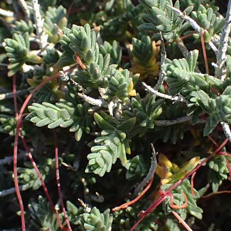 Thymbra capitata \ Kopfiger Thymian / Mediterranean Thyme, Zypern/Cyprus Akrotiri 23.3.2025