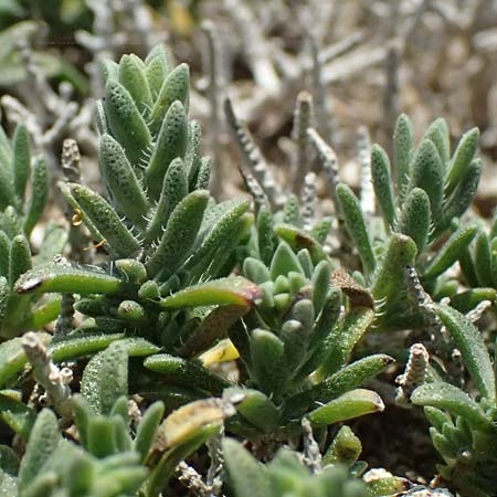 Thymbra capitata \ Kopfiger Thymian / Mediterranean Thyme, Zypern/Cyprus Akrotiri 23.3.2025