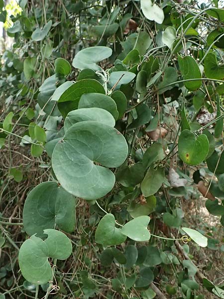 Smilax aspera \ Stechwinde / Rough Bindweed, Zypern/Cyprus Kakopetria 28.3.2025