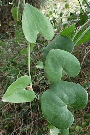 Smilax aspera \ Stechwinde / Rough Bindweed, Zypern/Cyprus Kakopetria 28.3.2025