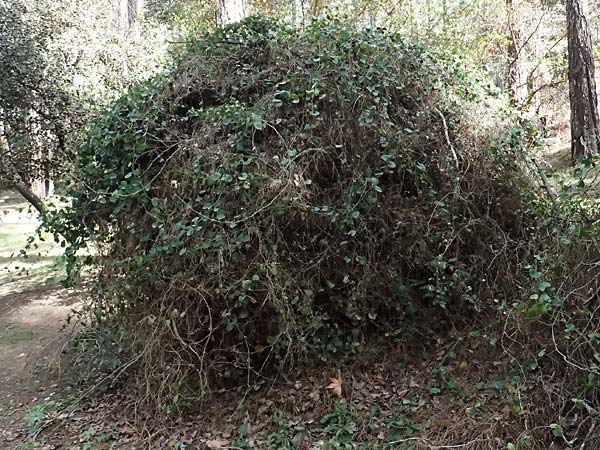 Smilax aspera \ Stechwinde / Rough Bindweed, Zypern/Cyprus Kakopetria 28.3.2025