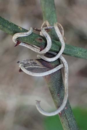 Smilax aspera \ Stechwinde / Rough Bindweed, Zypern/Cyprus Kakopetria 28.3.2025