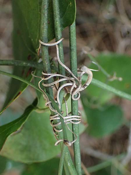 Smilax aspera \ Stechwinde / Rough Bindweed, Zypern/Cyprus Kakopetria 28.3.2025