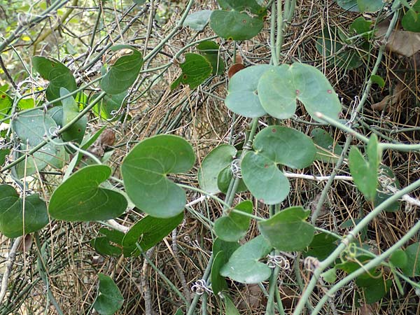 Smilax aspera \ Stechwinde / Rough Bindweed, Zypern/Cyprus Kakopetria 28.3.2025
