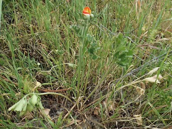 Ranunculus asiaticus var. sanguineus \ Asiatischer Hahnenfu� / Persian Buttercup, Turban Buttercup, Zypern/Cyprus Tochni 21.3.2025