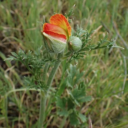Ranunculus asiaticus var. sanguineus \ Asiatischer Hahnenfu� / Persian Buttercup, Turban Buttercup, Zypern/Cyprus Tochni 21.3.2025
