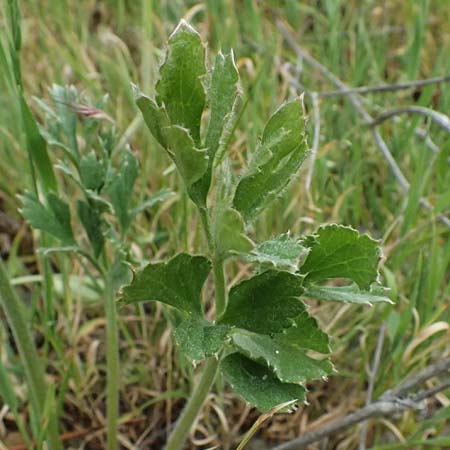 Ranunculus asiaticus var. sanguineus \ Asiatischer Hahnenfu� / Persian Buttercup, Turban Buttercup, Zypern/Cyprus Tochni 21.3.2025