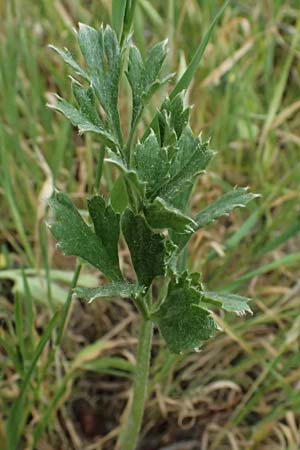 Ranunculus asiaticus var. sanguineus \ Asiatischer Hahnenfu� / Persian Buttercup, Turban Buttercup, Zypern/Cyprus Tochni 21.3.2025