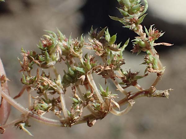 Galium murale \ Mauer-Labkraut / Yellow Wall Bedstraw, Zypern/Cyprus Kato Paphos 22.3.2025