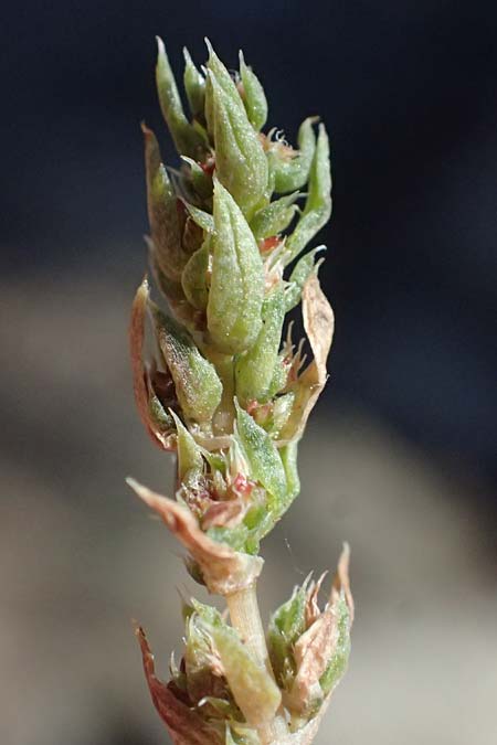 Galium murale \ Mauer-Labkraut / Yellow Wall Bedstraw, Zypern/Cyprus Kato Paphos 22.3.2025