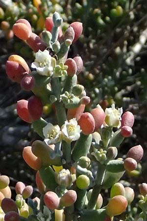 Tetraena alba \ Wei&szlig;es Jochblatt / White Sea Grape, Zypern/Cyprus Akrotiri 23.3.2025