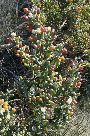 Tetraena alba \ Wei&szlig;es Jochblatt / White Sea Grape, Zypern/Cyprus Akrotiri 23.3.2025