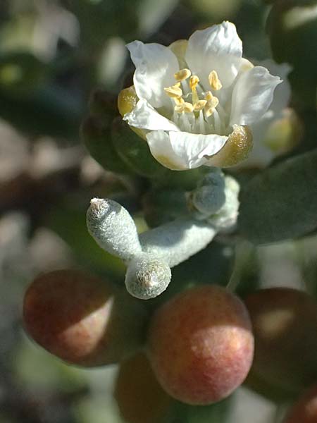 Tetraena alba \ Wei&szlig;es Jochblatt / White Sea Grape, Zypern/Cyprus Akrotiri 23.3.2025