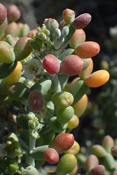 Tetraena alba \ Wei&szlig;es Jochblatt / White Sea Grape, Zypern/Cyprus Akrotiri 23.3.2025
