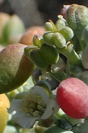 Tetraena alba \ Wei&szlig;es Jochblatt / White Sea Grape, Zypern/Cyprus Akrotiri 23.3.2025