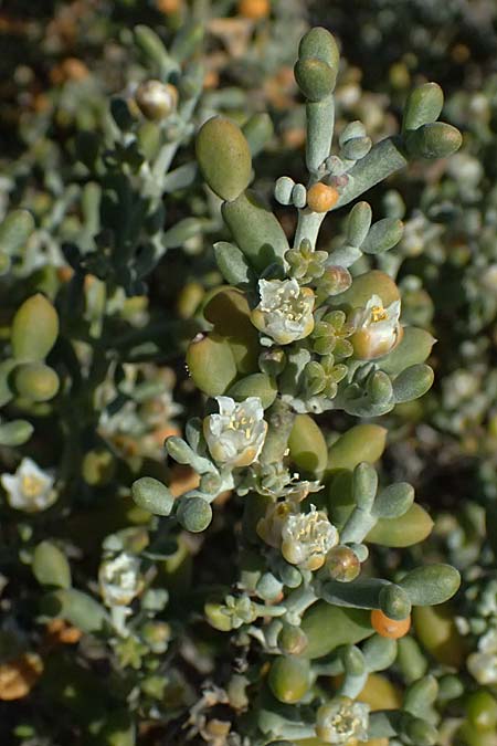 Tetraena alba \ Wei&szlig;es Jochblatt / White Sea Grape, Zypern/Cyprus Akrotiri 23.3.2025