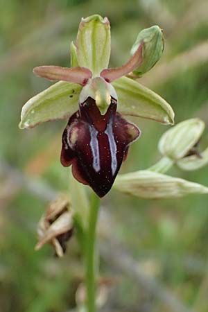 Ophrys alasiatica \ Alasia-Ragwurz / Alasia Bee Orchid, Zypern/Cyprus,  Tochni 21.3.2025 