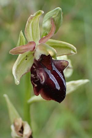 Ophrys alasiatica \ Alasia-Ragwurz / Alasia Bee Orchid, Zypern/Cyprus,  Tochni 21.3.2025 