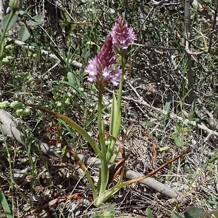 Anacamptis pyramidalis \ Pyramidenorchis, Hundswurz, Zypern,  Kourion 30.3.2025 