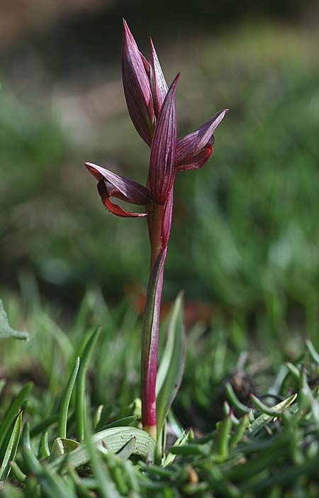 Serapias aphroditae / Aphrodite's Serapias, Cyprus,  Akrotiri 5.3.2014 (Photo: Helmut Presser)