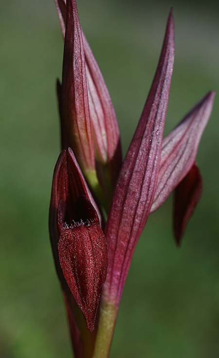 Serapias aphroditae / Aphrodite's Serapias, Cyprus,  Akrotiri 5.3.2014 (Photo: Helmut Presser)