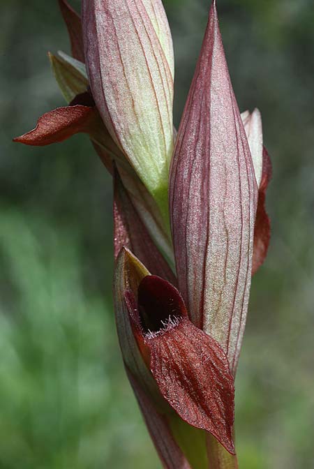 Serapias aphroditae / Aphrodite's Serapias, Cyprus,  Akrotiri 5.3.2014 (Photo: Helmut Presser)