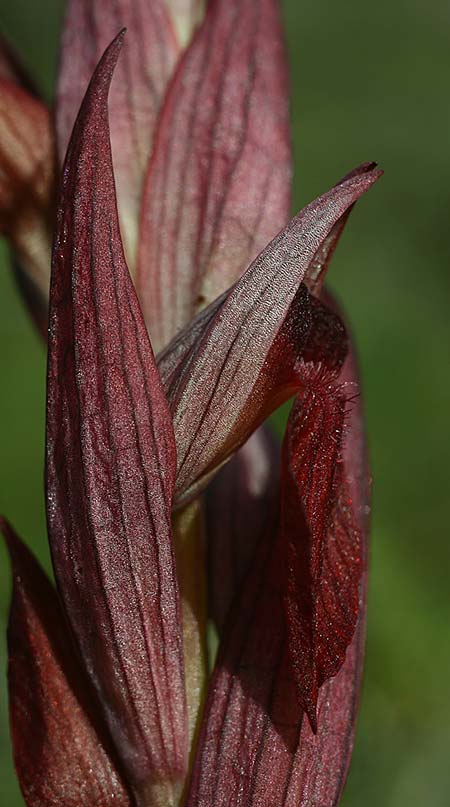 Serapias aphroditae / Aphrodite's Serapias, Cyprus,  Akrotiri 5.3.2014 (Photo: Helmut Presser)