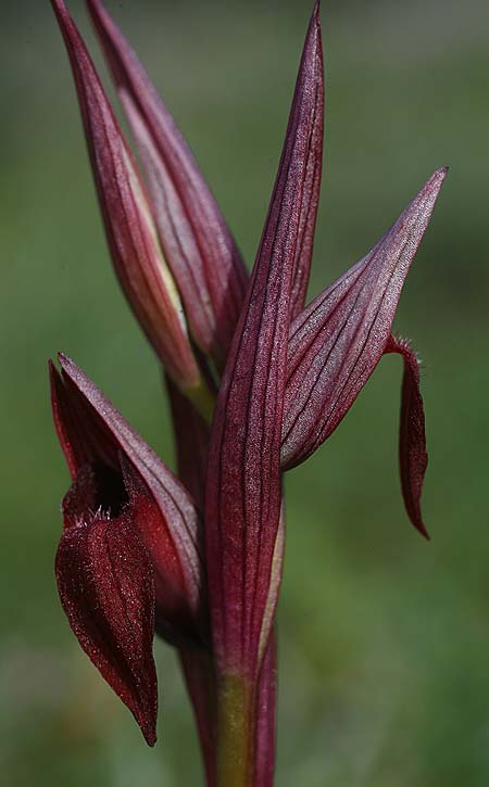 Serapias aphroditae / Aphrodite's Serapias, Cyprus,  Akrotiri 5.3.2014 (Photo: Helmut Presser)