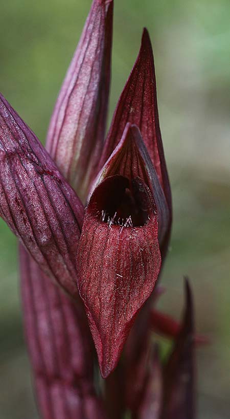 Serapias aphroditae / Aphrodite's Serapias, Cyprus,  Akrotiri 5.3.2014 (Photo: Helmut Presser)