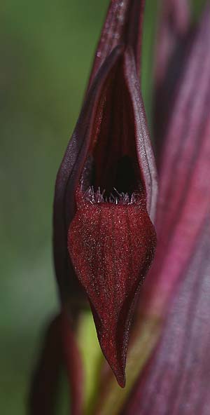 Serapias aphroditae / Aphrodite's Serapias, Cyprus,  Akrotiri 5.3.2014 (Photo: Helmut Presser)