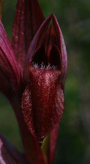 Serapias aphroditae / Aphrodite's Serapias, Cyprus,  Akrotiri 5.3.2014 (Photo: Helmut Presser)