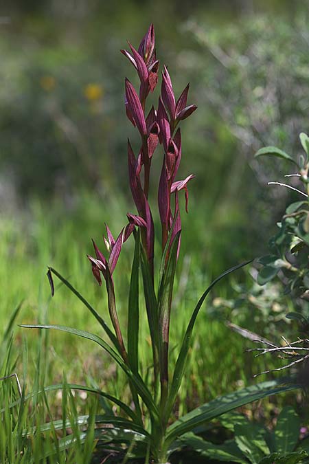 Serapias aphroditae / Aphrodite's Serapias, Cyprus,  Akrotiri 5.3.2014 (Photo: Helmut Presser)
