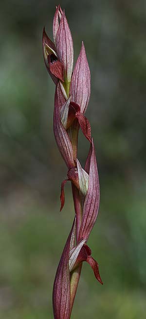 Serapias aphroditae / Aphrodite's Serapias, Cyprus,  Akrotiri 5.3.2014 (Photo: Helmut Presser)