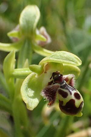 Ophrys astarte \ Kleine Nabel-Ragwurz / Venus Bee Orchid, Zypern/Cyprus,  Kouklia 30.3.2025 