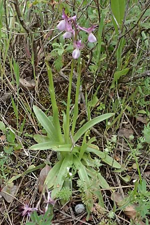 Anacamptis morio subsp. syriaca \ Syrisches Knabenkraut / Syrian Orchid, Zypern/Cyprus,  Kato Archimandrita 1.4.2025 