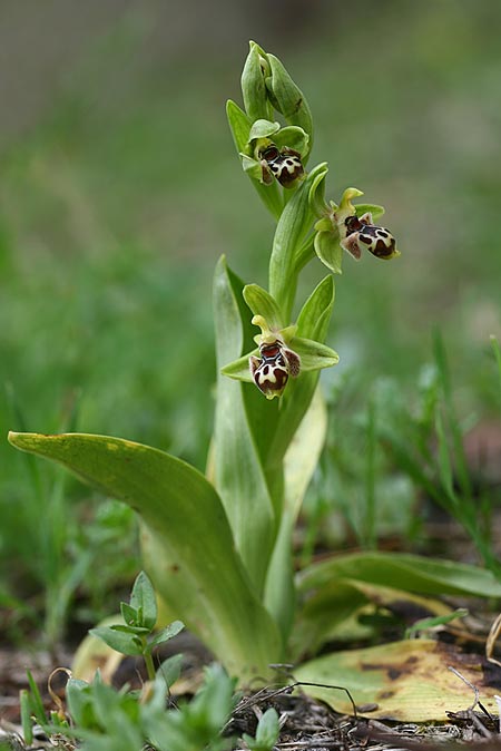 Ophrys astarte \ Kleine Nabel-Ragwurz / Venus Bee Orchid, Zypern/Cyprus,  Larnaka 2.3.2014 (Photo: Helmut Presser)