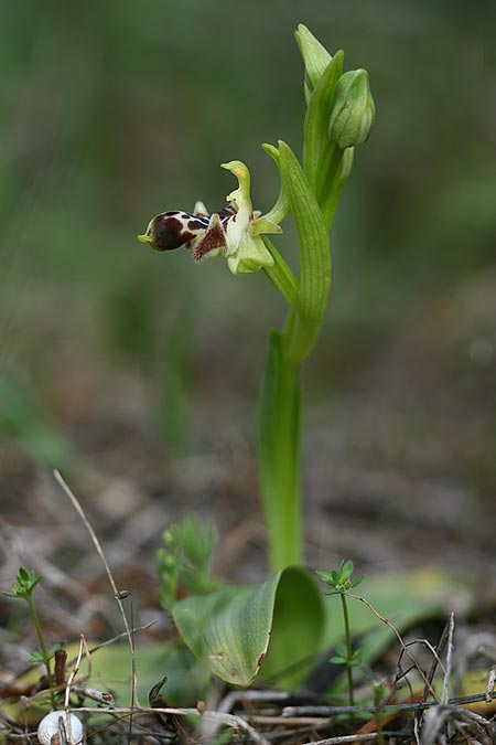 Ophrys astarte \ Kleine Nabel-Ragwurz / Venus Bee Orchid, Zypern/Cyprus,  Larnaka 2.3.2014 (Photo: Helmut Presser)