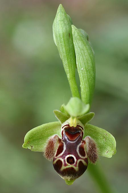 Ophrys astarte \ Kleine Nabel-Ragwurz / Venus Bee Orchid, Zypern/Cyprus,  Larnaka 2.3.2014 (Photo: Helmut Presser)
