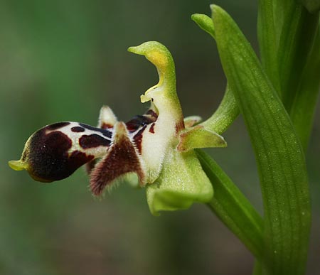 Ophrys astarte \ Kleine Nabel-Ragwurz / Venus Bee Orchid, Zypern/Cyprus,  Larnaka 2.3.2014 (Photo: Helmut Presser)