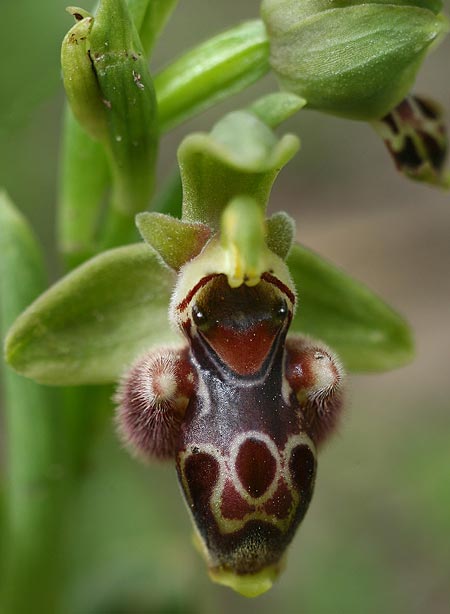 Ophrys astarte \ Kleine Nabel-Ragwurz / Venus Bee Orchid, Zypern/Cyprus,  Larnaka 2.3.2014 (Photo: Helmut Presser)