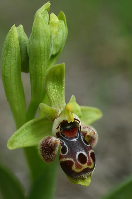 Ophrys astarte \ Kleine Nabel-Ragwurz / Venus Bee Orchid, Zypern/Cyprus,  Larnaka 2.3.2014 (Photo: Helmut Presser)