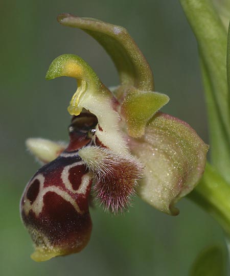 Ophrys astarte \ Kleine Nabel-Ragwurz / Venus Bee Orchid, Zypern/Cyprus,  Souni 7.3.2014 (Photo: Helmut Presser)