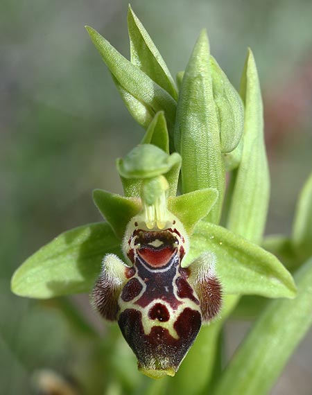 Ophrys astarte \ Kleine Nabel-Ragwurz / Venus Bee Orchid, Zypern/Cyprus,  Souni 7.3.2014 (Photo: Helmut Presser)