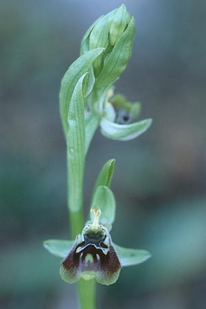 Ophrys aphrodite / Aphrodite Orchid, Cyprus,  Akamas 6.3.1997 