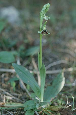 Ophrys aphrodite / Aphrodite Orchid, Cyprus,  Akamas 6.3.1997 