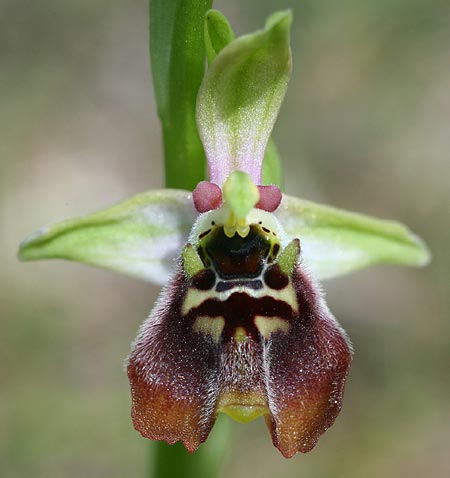 Ophrys aphrodite / Aphrodite Orchid, Cyprus,  Episkopi 7.3.2014 (Photo: Helmut Presser)