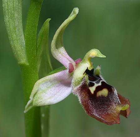 Ophrys aphrodite / Aphrodite Orchid, Cyprus,  Episkopi 7.3.2014 (Photo: Helmut Presser)
