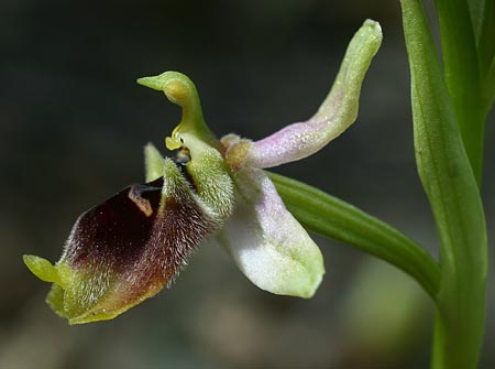 Ophrys aphrodite / Aphrodite Orchid, Cyprus,  Episkopi 7.3.2014 (Photo: Helmut Presser)